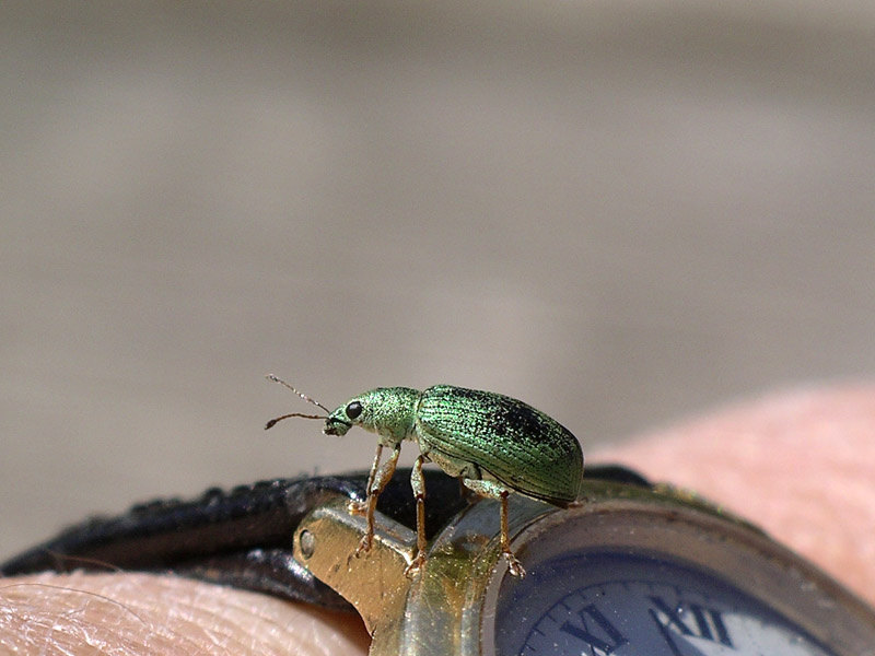 Polydrusus formosus - (Curculionidae)